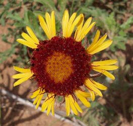 Fragrant Gaillardia, Gaillardia suavis