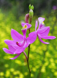 Grass-pink, Calopogon tuberosus, Hill (1)