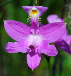 Grass-pink, Calopogon tuberosus, Hill (2)