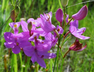 Grass-pink, Calopogon tuberosus, Hill (3)