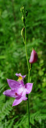 Grass-pink, Calopogon tuberosus, Hill (4)