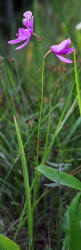 Grass-pink, Calopogon tuberosus, Hill (5)