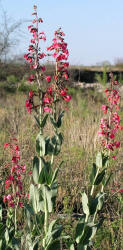 Harvard penstemon, Penstemon havardii (1)