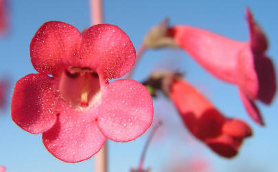 Harvard penstemon, Penstemon havardii (2)