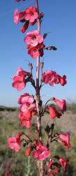 Harvard penstemon, Penstemon havardii