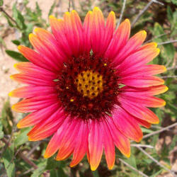 Indian Blanket, Gaillardia pulchella (1)