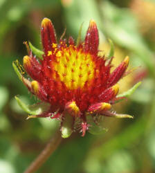 Indian Blanket, Gaillardia pulchella (10)