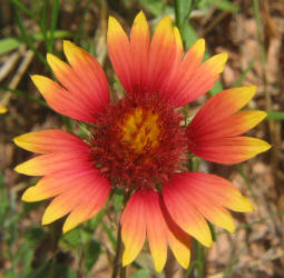 Indian Blanket, Gaillardia pulchella (11)