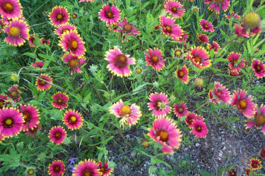 Indian Blanket, Gaillardia pulchella (3)