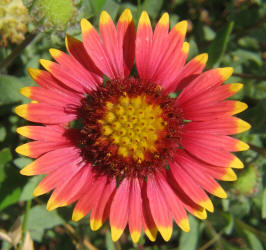 Indian Blanket, Gaillardia pulchella (7)