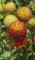 Indian Blanket, Gaillardia pulchella (9)