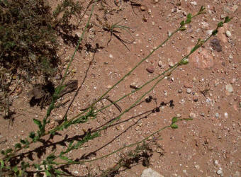 Kisses, Gaura suffulta