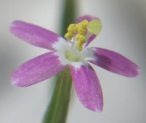 Lady Bird's Centaury, Centaurium texens, CY (3)