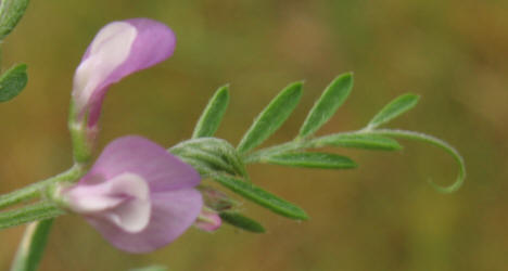 Louisiana Vetch, Vicia ludoviciana (1)