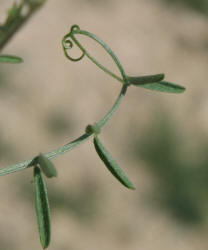 Louisiana Vetch, Vicia ludoviciana (3)