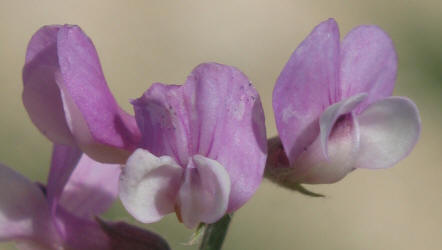 Louisiana Vetch, Vicia ludoviciana (5)