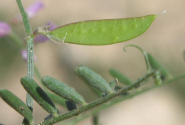 Louisiana Vetch, Vicia ludoviciana (7)