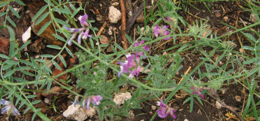 Louisiana Vetch, Vicia ludoviciana