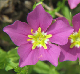 Meadow Pink, Sabatia campestris, CA (4)