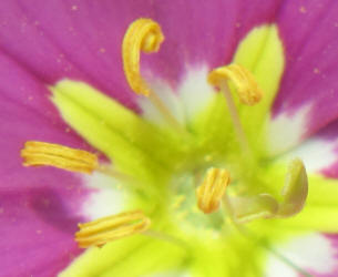 Meadow Pink, Sabatia campestris, CA (7)