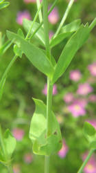 Meadow Pink, Sabatia campestris, CA (8)