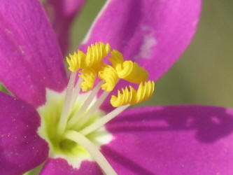 Mountain Pink, Centaurium beyrichii (14)