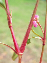 Pennsylvania Smartweed, Polygonum pensylvanicum (1)