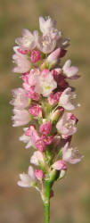 Pennsylvania Smartweed, Polygonum pensylvanicum (2)