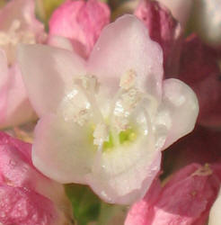 Pennsylvania Smartweed, Polygonum pensylvanicum (4)