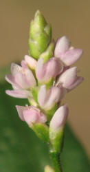 Pennsylvania Smartweed, Polygonum pensylvanicum (8)