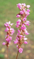 Pennsylvania Smartweed, Polygonum pensylvanicum