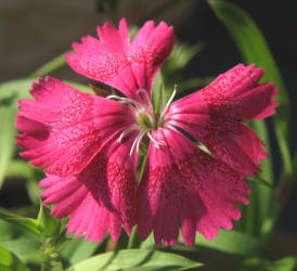 Phlox sp, cultivated (1)