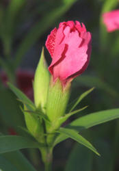 Phlox sp, cultivated (2)