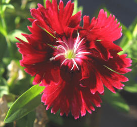 Phlox sp, cultivated