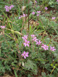 Pin-clover, Erodium cicutarium (1)