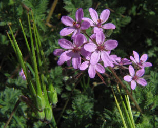 Pin-clover, Erodium cicutarium (11)