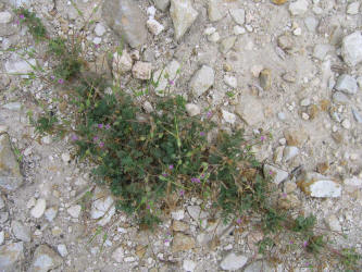 Pin-clover, Erodium cicutarium (14)
