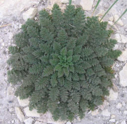 Pin-clover, Erodium cicutarium (16)