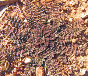 Pin-clover, Erodium cicutarium (17)