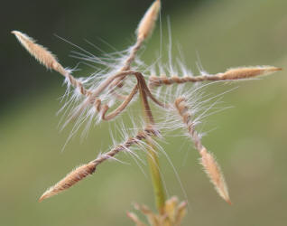 Pin-clover, Erodium cicutarium (19)