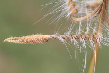 Pin-clover, Erodium cicutarium (20)