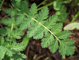 Pin-clover, Erodium cicutarium (4)