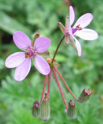 Pin-clover, Erodium cicutarium (7)