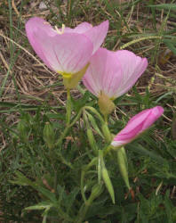 Pink Evening Primrose, Oenothera speciosa (1)