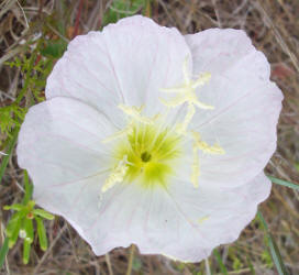 Pink Evening Primrose, Oenothera speciosa (2)