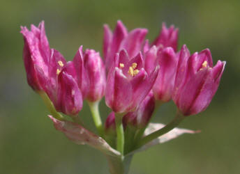 Plains Onion, Allium perdulce (1)