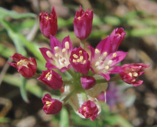 Plains Onion, Allium perdulce