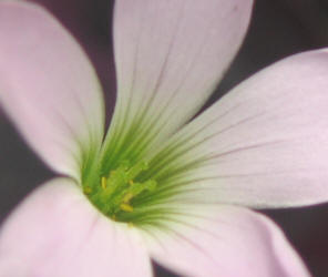 Purple Shamrock, Oxalis regnellii atropurpurea (1)
