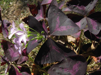 Purple Shamrock, Oxalis regnellii atropurpurea (3)