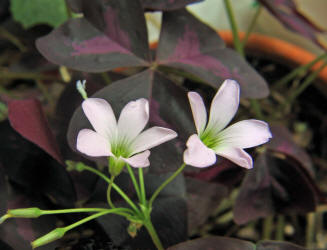 Purple Shamrock, Oxalis regnellii atropurpurea